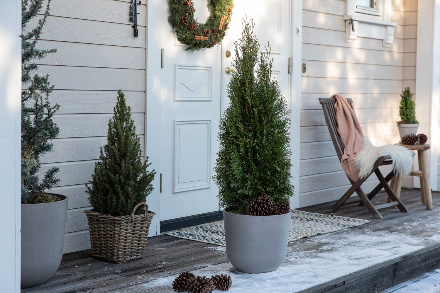 Thuja smaragd